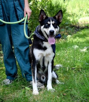 ARES K ADOPCI - přátelský mazel - 9