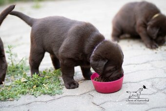 Labradorský retrívr - čokoládová fenečka s PP - 9