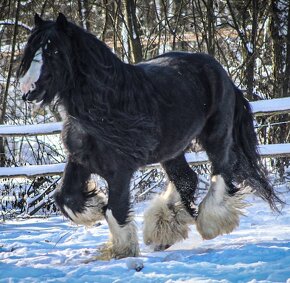 Valach Irský cob - 9