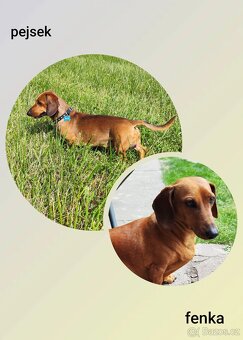 Jezevčík hladkosrstý standard - 9