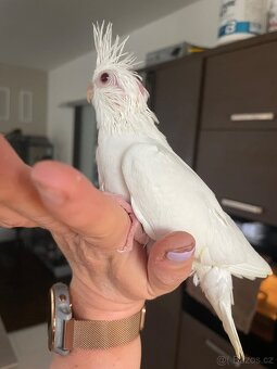 Ručně dokrmené korely Albino - 9