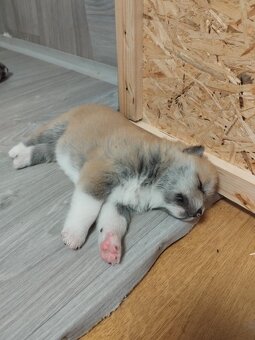 Štěňátka Akita Inu - 9