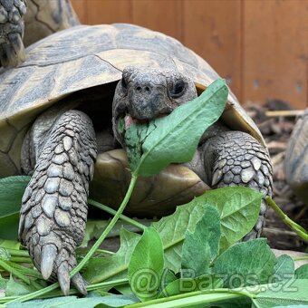 Suchozemská želva + vybavení k chovu - 9