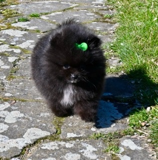 Pomeranian s PP - 9