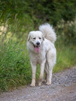 Slovenský čuvač - 9