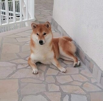 Shiba inu - 9