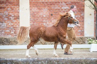 Připouštění Belgickým hřebcem Welsh mountain pony - 9
