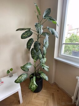 Dieffenbachie/Dieffenbachia (210cm) - 9