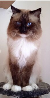Ragdoll koťátka - 9
