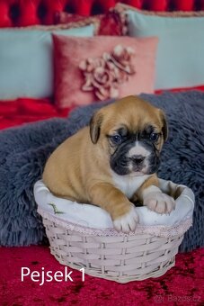 Štěňata francouzak + bordeaxska doga - 9