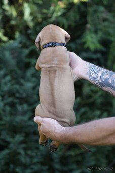 Rhodéský ridgeback s PP posledni volné štěňatka..vrh E - 9