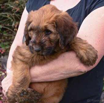 Briard plavý- štěňata, fenky - 9