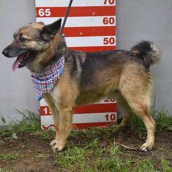 Raudi hledá domov - 9