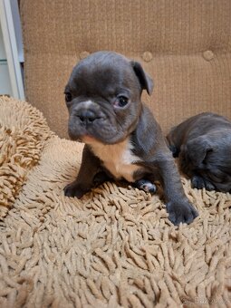 Francouzský buldoček modrý - 9