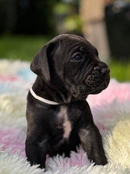 Cane Corso – kluci s PP hledají domov - 9