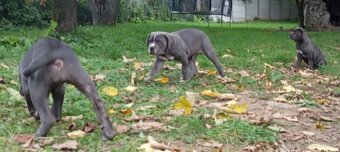 Cane Corso - 9