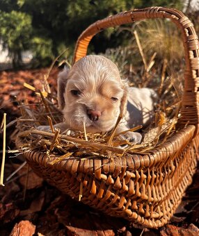 Americký kokršpaněl s PP - 9