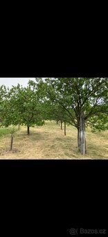 Prodej sadu 1592m2 - 9