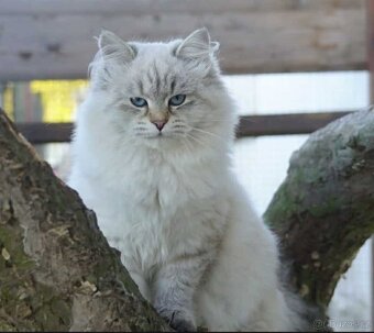 Sibiřská kočka s PP - 9
