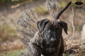 LUXUSNÍ společník - Uruguayský Cimarron s PP - 9
