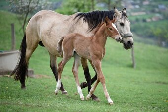 Lusitano hřebec PSL narozen 13.4. 2025 - 9