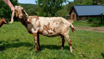 Prodám podílové AN kozy a kozičky - 9