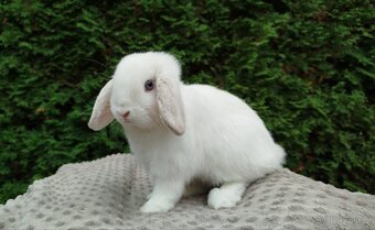Zakrslý beránek, králíček, králík - NOAH - 9