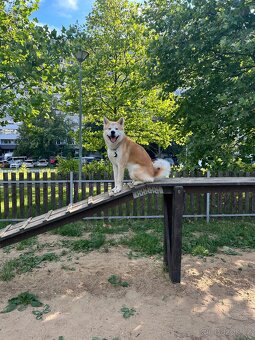 Pes akita inu ke krytí - 9