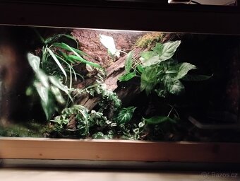 Paludarium s pralesničkama - 9