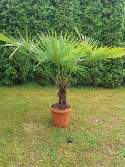 Palma Trachycarpus fortunei - 9
