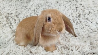 Zakrslý beránek, králíček, králík - RIKI - 9