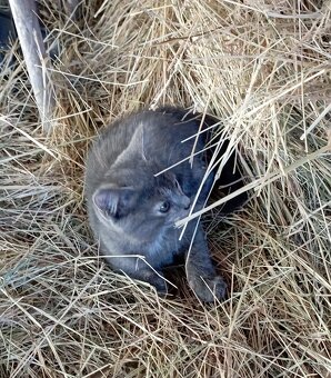 Darujeme 4 kočičky a 1 kocourka - 9