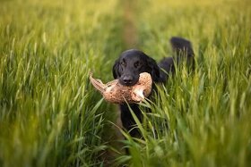 Flat coated retriever - 9