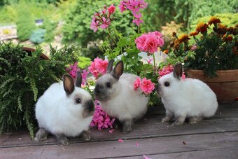 Zakrslý králík siamský žlutý s rodokmenem - 9