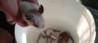 Darování osmáků degu do dobrých rukou - 9