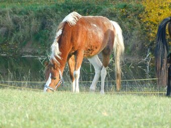 dvouletý pony - 9