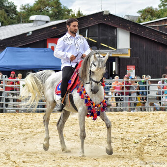 Nabízím arabského hřebečka - 9