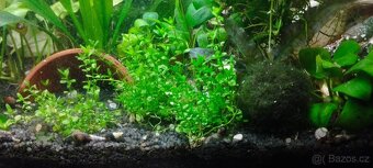 akvarijní rostliny - 9