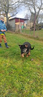 Německý ovčák - štěňata s PP - 9