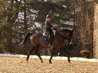 Zatím půlpronajem koně - 9