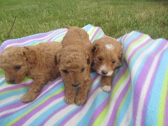 Maltipoo štěňátka - 9