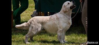 Zlatý retriever s PP - 9