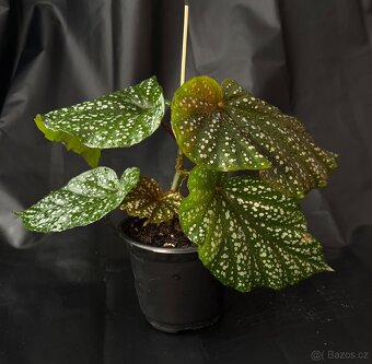 SLEVA⤵️ Begonia corallina, tečkovaná , Korálová begónie - 9