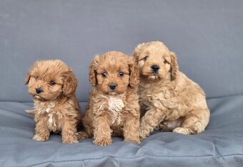 Cavapoo - 9