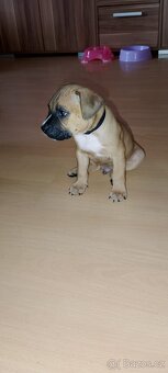 štěňátka Pitbull x Stafordšírský teriér - 9