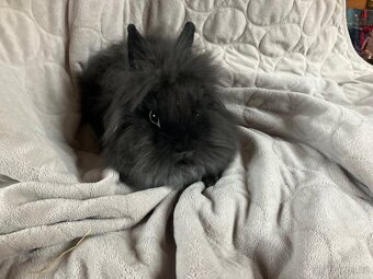 Zakrslý králík Teddy, lvíček i krátkosrstý - 9