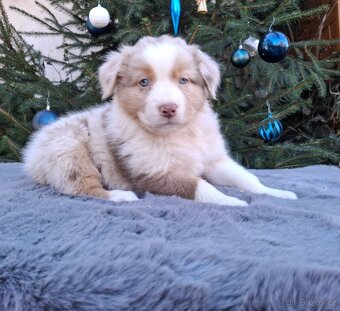 Australský ovčák s PP - 9