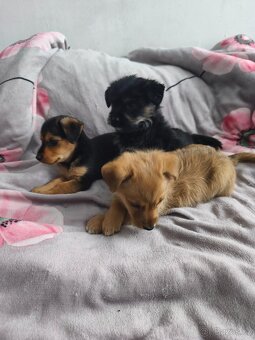 Jorkšírský teriér x pinč - 9