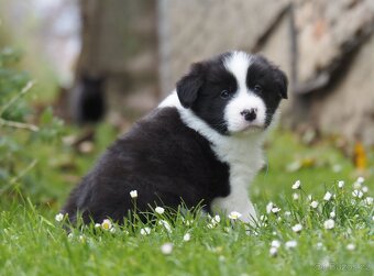 Border kolie s PP - kluk - 9