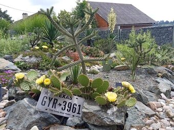 Juky, opuncie,agave - 9